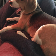 ヒーター/秋/ペット/犬 私の腹の上でヒーターに照らされて赤くなっ…