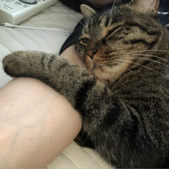 昼寝/ペット/猫 お母ちゃん、大好き💚
とばかりに腕枕され…(2枚目)