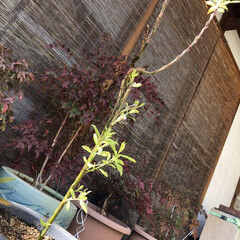 グリーン/住まい/暮らし お正月の松竹梅生花に　猫柳の枝があり、ず…(1枚目)