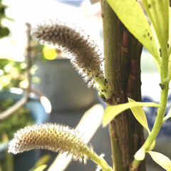 グリーン/住まい/暮らし お正月の松竹梅生花に　猫柳の枝があり、ず…(2枚目)