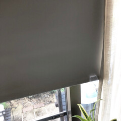 日除け/窓辺/IKEA/スクリーンカーテン 我が家の暑さ対策 ✨其の四✨

強風の時…(4枚目)