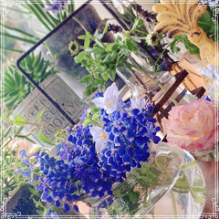 窓辺の花/窓辺/フラワー/切り花/実家の花/春の花/... 実家のお庭のムスカリとハナニラを飾りまし…(2枚目)