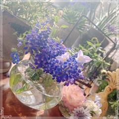 窓辺の花/窓辺/フラワー/切り花/実家の花/春の花/... 実家のお庭のムスカリとハナニラを飾りまし…(3枚目)