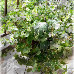 お花/ベランダガーデン/観葉植物/グリーンのある暮らし/グリーンインテリア/LIMIAインテリア部/... 暑い…🥵💦💦
ベランダガーデンもお花が減…(1枚目)