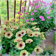 ベランダガーデニング/ベランダガーデン/ベランダ/植中毒❤️/植物のある暮らし/お花大好き/... お天気が良くて、ベランダのお花が嬉しそう…(3枚目)