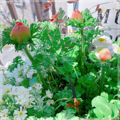 ベランダガーデン/春の寄せ植え/ガーデニング/お花大好き/ビオラ/風景/... 今日のお花シリーズ❤️
青空が気持ちいい…(4枚目)