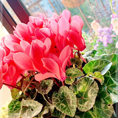 お花とグリーン/花のある生活/花のある暮らし/お花/シクラメンの花/シクラメン/... 今年のお家のシクラメン3色😊
(2枚目)