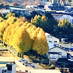 リニア新幹線/銀杏並木/紅葉/リミアの冬暮らし 我が家のベランダから見える、高校の中にあ…(1枚目)