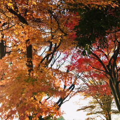 秋/紅葉 職場に行く途中、紅葉がきれいだったので、…(1枚目)