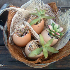 多肉植物/ガーデニング/ティン缶/卵/水苔/ヤシガラマット/... 多肉植物を卵の殻の中に、水苔を入れて植え…(1枚目)