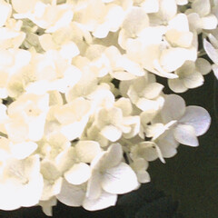 花壇庭植え/アナベル 大好きなアナベルがPONPON咲き始めま…(1枚目)