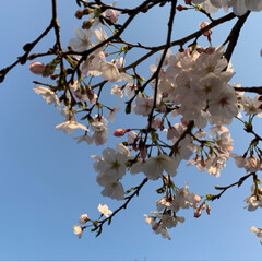 春真っ只中/桜/春のフォト投稿キャンペーン 風が強く桜が早々と散るのではと、そわそわ…(2枚目)