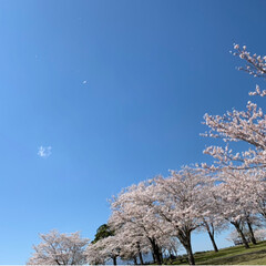 春真っ只中/桜/春のフォト投稿キャンペーン 風が強く桜が早々と散るのではと、そわそわ…(1枚目)