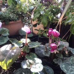ガーデニング/ピンク 今年初めて種から育てたシクラメンが花を咲…(1枚目)