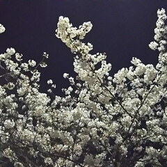 夜桜/春/桜 仕事帰りの桜🌸
いつ見ても美しいですね～…(1枚目)