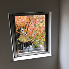 秋/寂しい お隣りさんの紅葉樹
キレイだね❣️
これ…(1枚目)