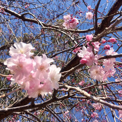桜/LIMIAおでかけ部/春の一枚 お散歩して桜🌸を見てきました！
まだ 満…(1枚目)