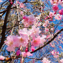桜/LIMIAおでかけ部/春の一枚 お散歩して桜🌸を見てきました！
まだ 満…(2枚目)