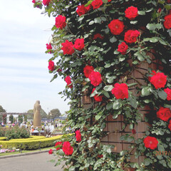 令和の一枚/おでかけ/風景/わたしのGW 山下公園の赤いバラと背景の噴水が美しい‼️(1枚目)
