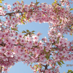春の一枚 青空に映える河津桜🌸(1枚目)