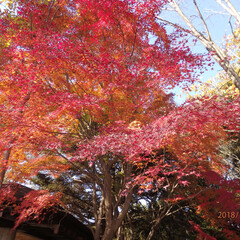 紅葉/風景/おでかけ/キッチン雑貨/旅 お天気が良いので植物園へ。紅葉が見頃でし…(1枚目)