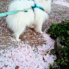 春/桜/散歩/桜じゅうたん 雨で桜もだいぶ散ってしまいましたね。
今…(1枚目)