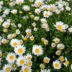 春/散歩/マーガレット 春は良いですね！
沢山の種類の花が咲くの…(1枚目)
