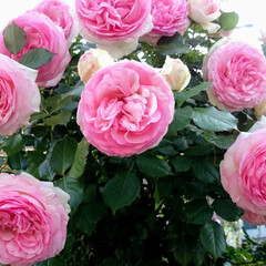 バラ/庭/良い香り 近所に花が大好きなご夫婦がいらっしゃるの…(1枚目)