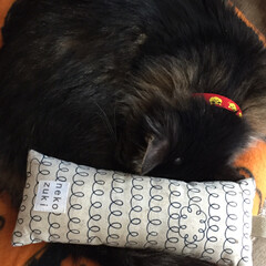 枕はいらんにゃ🙀/ちょび/おやすみショット/LIMIAペット同好会/ペット/猫/... 🐱枕の用途はこれで良いでしょうか…(2枚目)