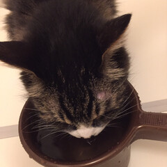 ちょび/風呂桶大好き！/あけおめ/ペット/猫/にゃんこ同好会 ちょびのルーティンは…
ご飯後のお風呂場…(1枚目)
