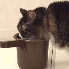 ちょび/風呂桶大好き！/あけおめ/ペット/猫/にゃんこ同好会 ちょびのルーティンは…
ご飯後のお風呂場…(2枚目)