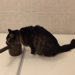 ちょび/風呂桶大好き！/あけおめ/ペット/猫/にゃんこ同好会 ちょびのルーティンは…
ご飯後のお風呂場…(3枚目)