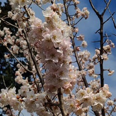 暖地桜桃の花/ベリーコテージ こんばんはー
今日からブルーベリーの鉢か…(2枚目)