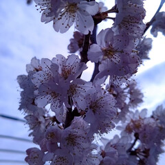 暖地桜桃の花/ベリーコテージ こんばんはー
今日からブルーベリーの鉢か…(3枚目)