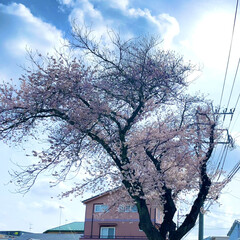 もみじと桜のコラボ/東京都農林水産振興財団 青梅畜産センター/自宅のブルーベリーの花 今日は3回目🙏
朝イチアップしてその足で…(1枚目)