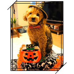 ハロウィン装飾/ペット/犬/雑貨/100均/セリア 皆さんお疲れ様です⑅︎◡̈︎*
ハロウ…