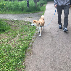 週末散歩/散歩/柴犬大好き/柴犬すず/柴犬/令和の一枚/... 週末散歩で早朝のお山公園に行ってきたよ。…(4枚目)