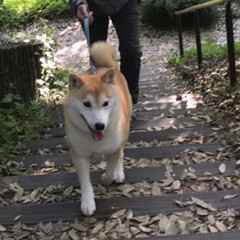 週末散歩/散歩/柴犬大好き/柴犬すず/柴犬/令和の一枚/... 週末散歩で早朝のお山公園に行ってきたよ。…(3枚目)