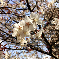 桜/春のフォト投稿キャンペーン/平成最後の一枚/フォロー大歓迎/LIMIAファンクラブ/令和カウントダウン/... 桜を見に行ってきました！
やはりどこの桜…(1枚目)