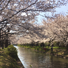 きれい/京都/桜/春/春のフォト投稿キャンペーン/フォロー大歓迎/... 桜のトンネルに行ってきました！
この間行…(1枚目)
