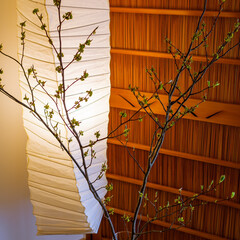 リノベーション/観葉植物 アトリエ,玄関ホールの枝ものを入替えまし…(2枚目)