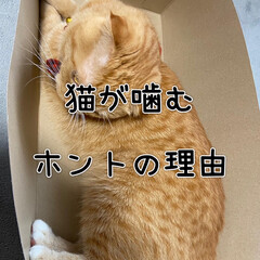 ねこ/ねこのきもち/猫のいる暮らし/猫飼いのしあわせ/ねこ好き/猫のいる生活/... なでて〜♡ってすりすりして来るのに
突然…