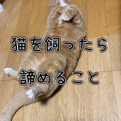 ねこと暮らす/猫派/猫好き/猫と暮らす/猫と暮らす家/猫飼のしあわせ/... 猫を飼うのは簡単ではありません。
最期ま…