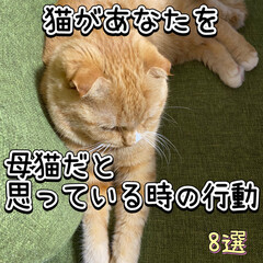 ねこ/ねこのきもち/猫のいる暮らし/猫飼いのしあわせ/ねことの暮らし/ねこ好き/... みんなの猫ちゃんはどうですか?
やっぱり…