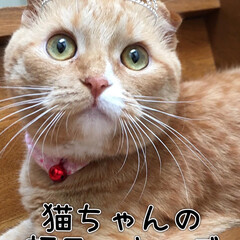 猫と暮らす/ねことの暮らし/猫好き/猫のいる生活/猫飼いのしあわせ/ねこのきもち/... みんなの猫ちゃんは入ってましたか😊?
…