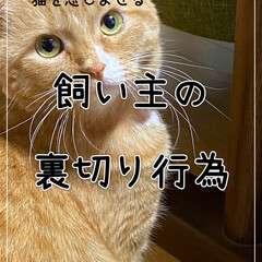猫飼のしあわせ/ねこと暮らす/ねことの暮らし/猫と暮らす/猫派/猫好き/... うちの場合は、毎日朝食の支度中必ず甘えて…