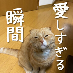猫のいる暮らし/ねこ/ねこのきもち/猫飼いのしあわせ/ねこ好き/猫のいる生活/... みなさんはどんな時、愛しくなりますか?
…
