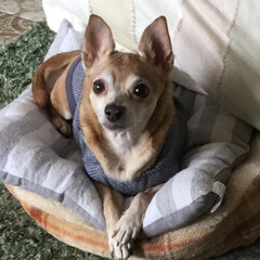 犬/痙攣/ワクチン/動物病院/ワンコ 今日もワンコです🐶
昨日先延ばしにしてい…