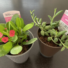 映画/ダイソー/観葉植物 ダイソーの300円ショップで可愛い観葉植…