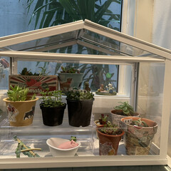 DAISO/IKEA/シュガーバイン/ドルフィンネックレス/多肉植物/観葉植物 多肉植物コーナー。
なんとか完成かな?
…